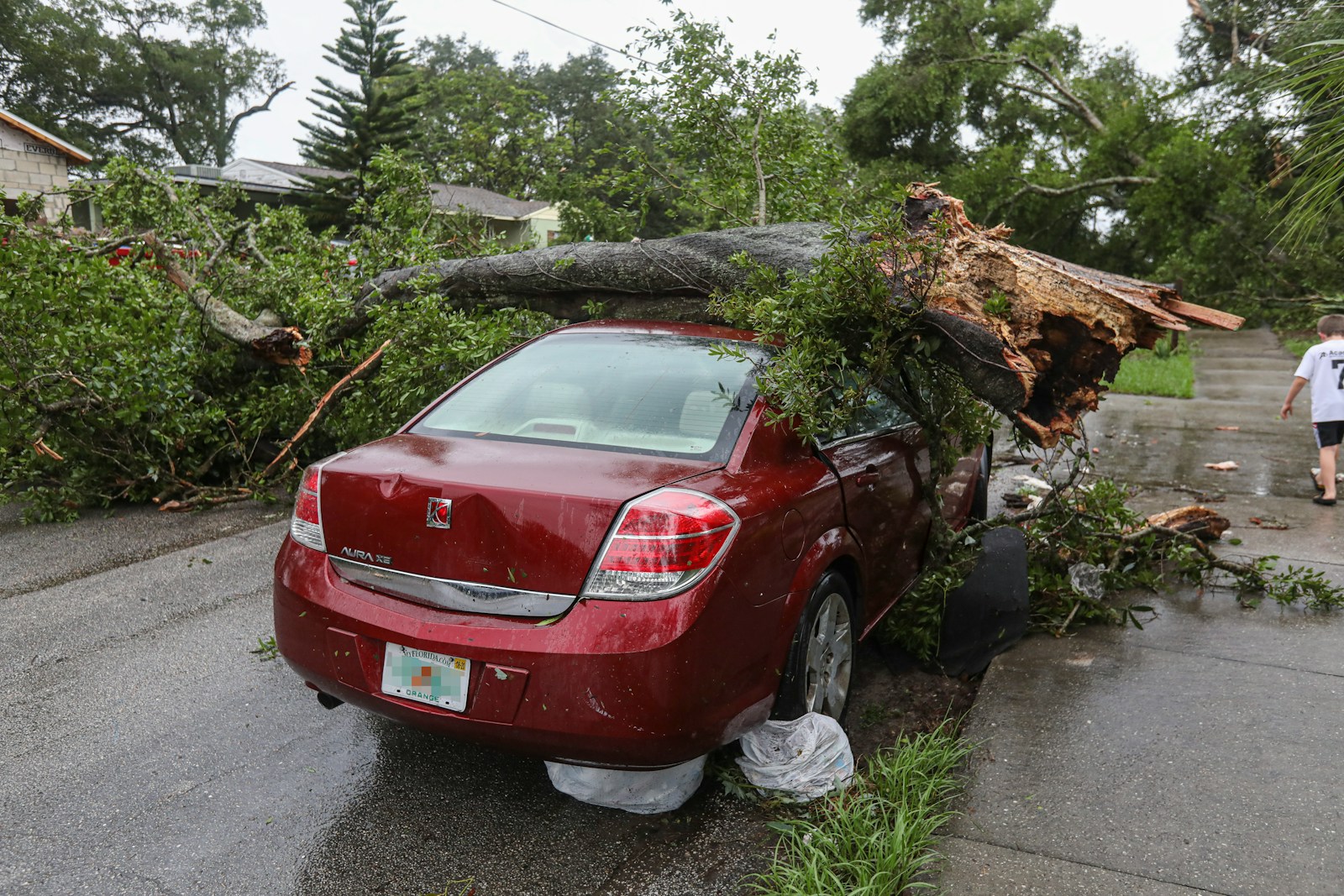 What Should You Do If a Tree Falls on Your Car?
